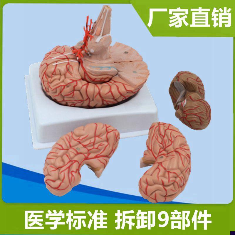 脑模型仿真塑胶标本可拆卸v血管脑干小脑拼装医用解剖早教科普展