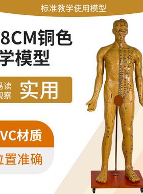 178CM人体针灸穴位男性模型中医经络J穴位模型针灸医用十二铜人