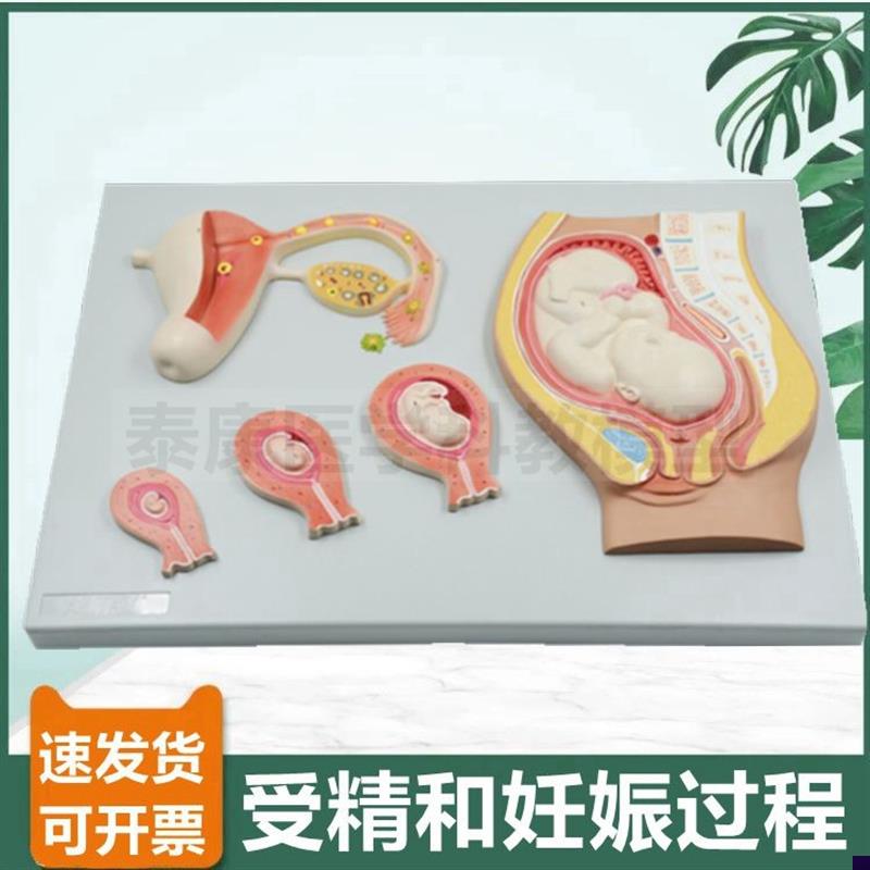 受精卵形成模型精子卵子t结合胚胎妊娠发育过程生殖产科教学染色