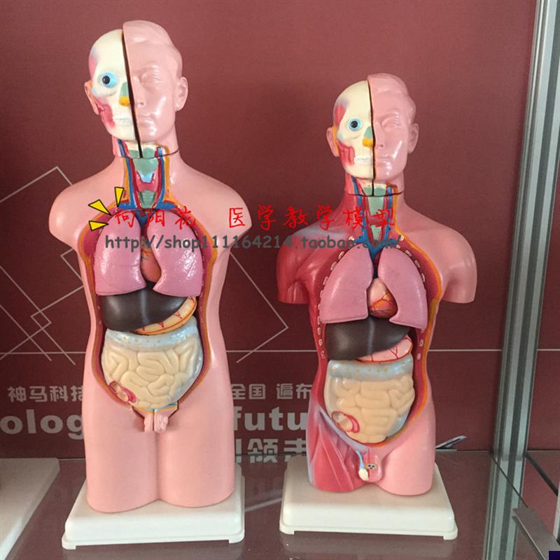 向阳花儿a童人体半身躯干模型内脏解剖42CM高厂家直销包邮