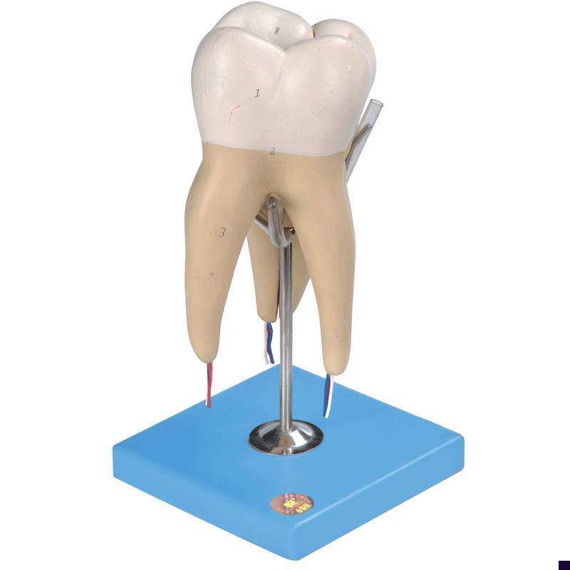 磨牙有三个牙根模B型B10004/5