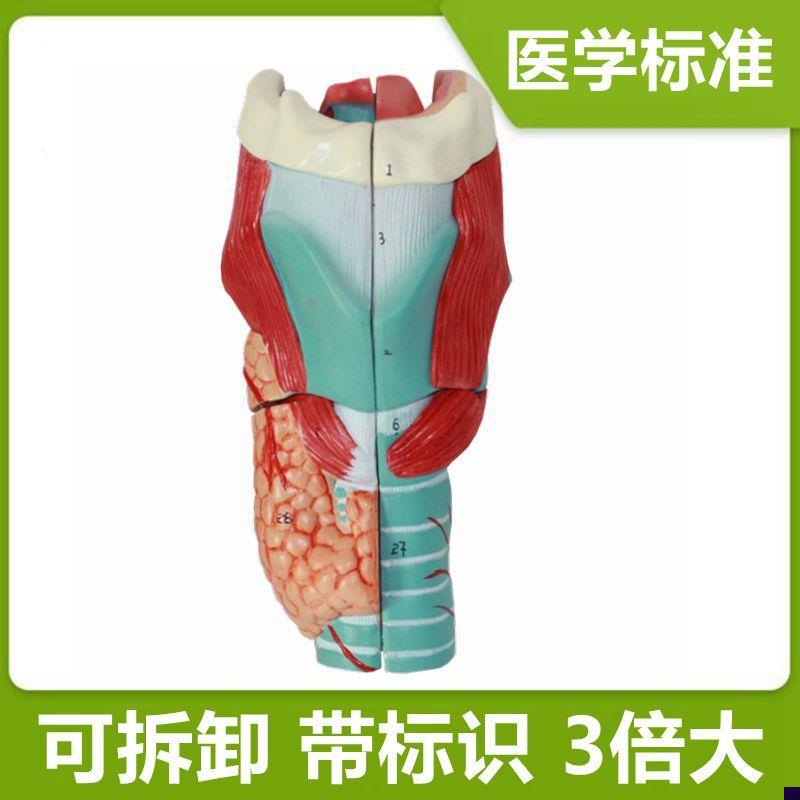 喉咙模型可拆h卸带标识器官舌骨甲状腺会厌声襞呼吸内分泌耳鼻喉