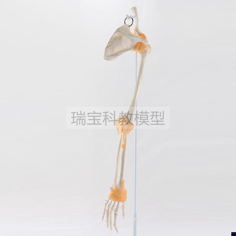 手臂骨模型人体上肢1比1关v节韧带四肢左右侧下肢腿骨康复功能活