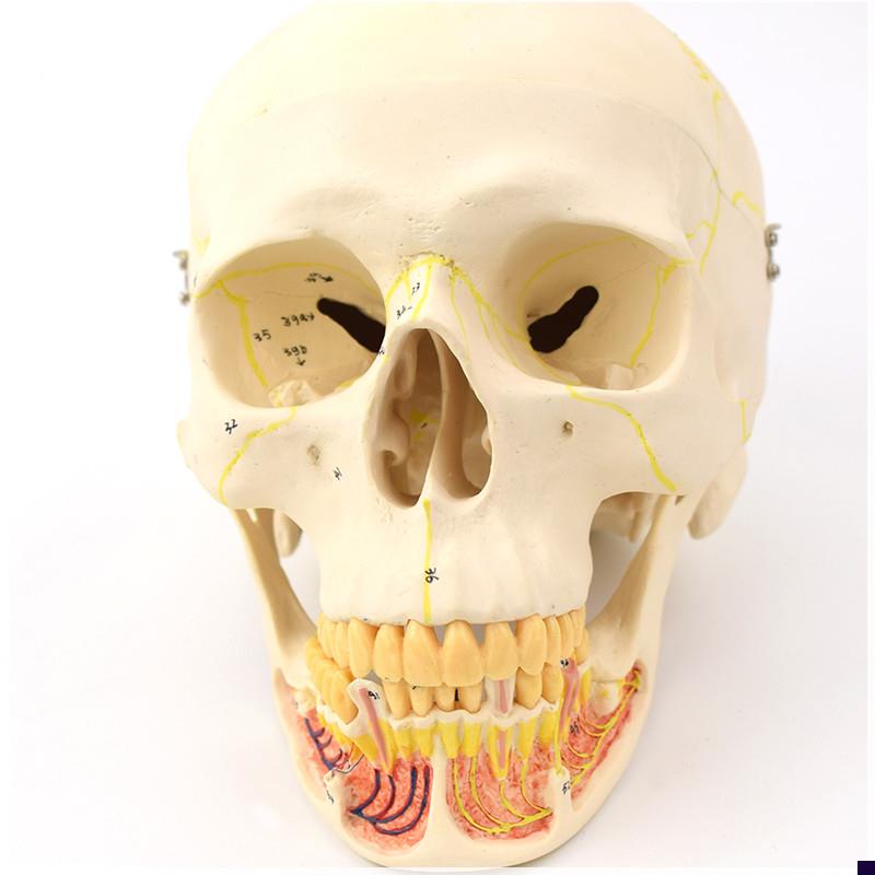 ENOVO颐诺成人头骨q模型下颌骨颌面外科解剖仿真头颅骨口腔科头骨