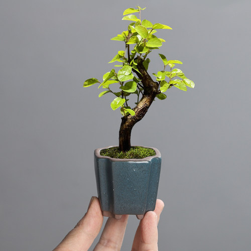 特小号迷你紫砂多肉花盆指尖盆景