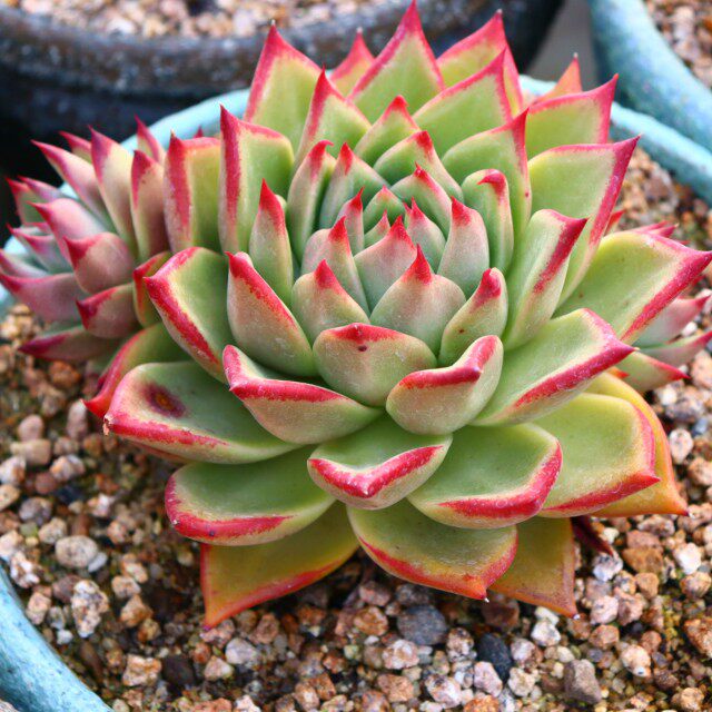 10月2日61到70号迎铁粉多肉韩国直播间每日下午1点直播链接 迎铁粉多肉韩国基地总店 淘优券