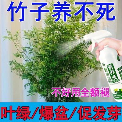 叶绿素营养液竹子肥料专用肥红竹米竹黄叶干尖水培土培植物开花素