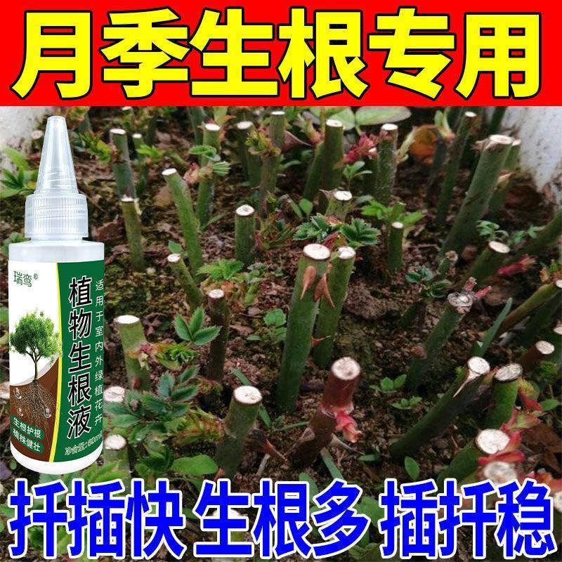 月季专用生根液扦插移栽