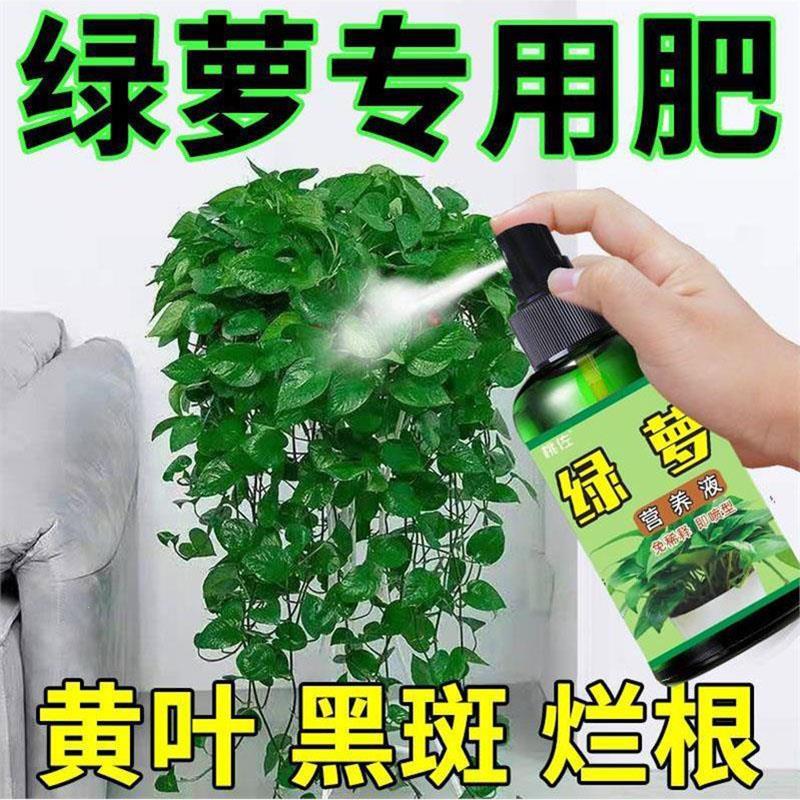 绿萝营养液专用肥防黄叶