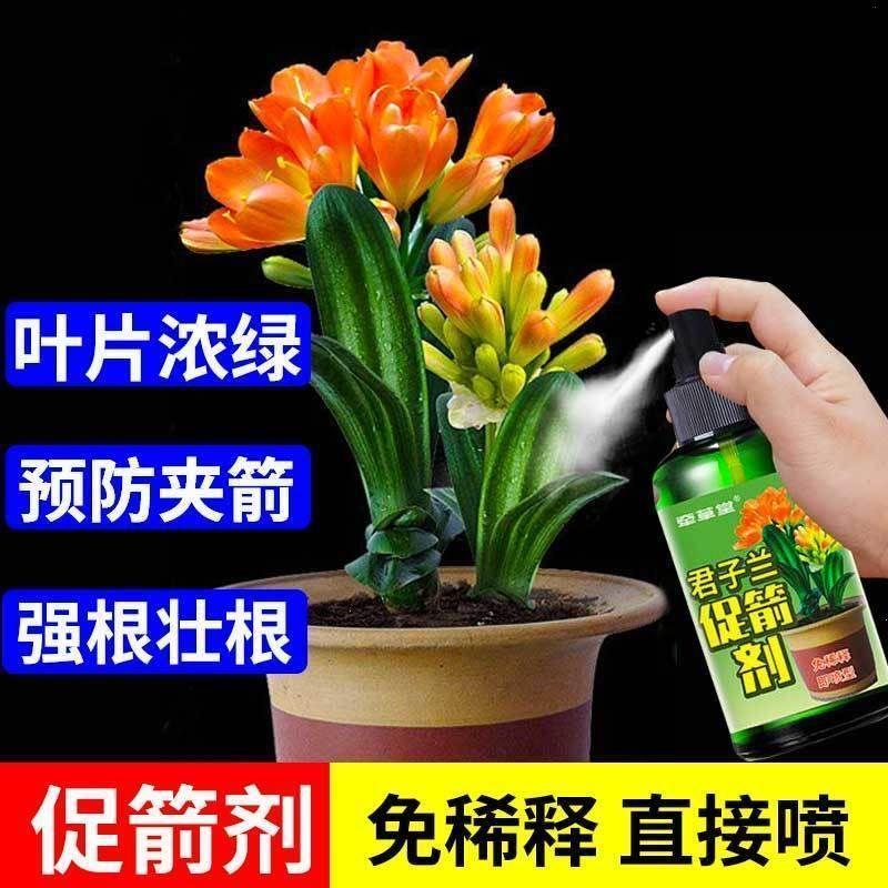 君子兰促箭剂【防夹箭】