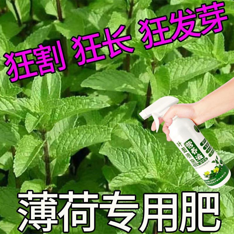 薄荷专用营养液狂割狂长狂发芽薄荷肥料薄荷专用肥薄荷专用营养液