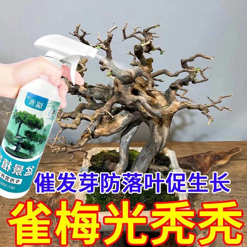 种花专用肥料雀梅老桩专用植物营养液催发呀防落叶花肥松树黄杨专