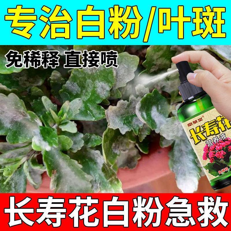 长寿花白粉病【1天除】专