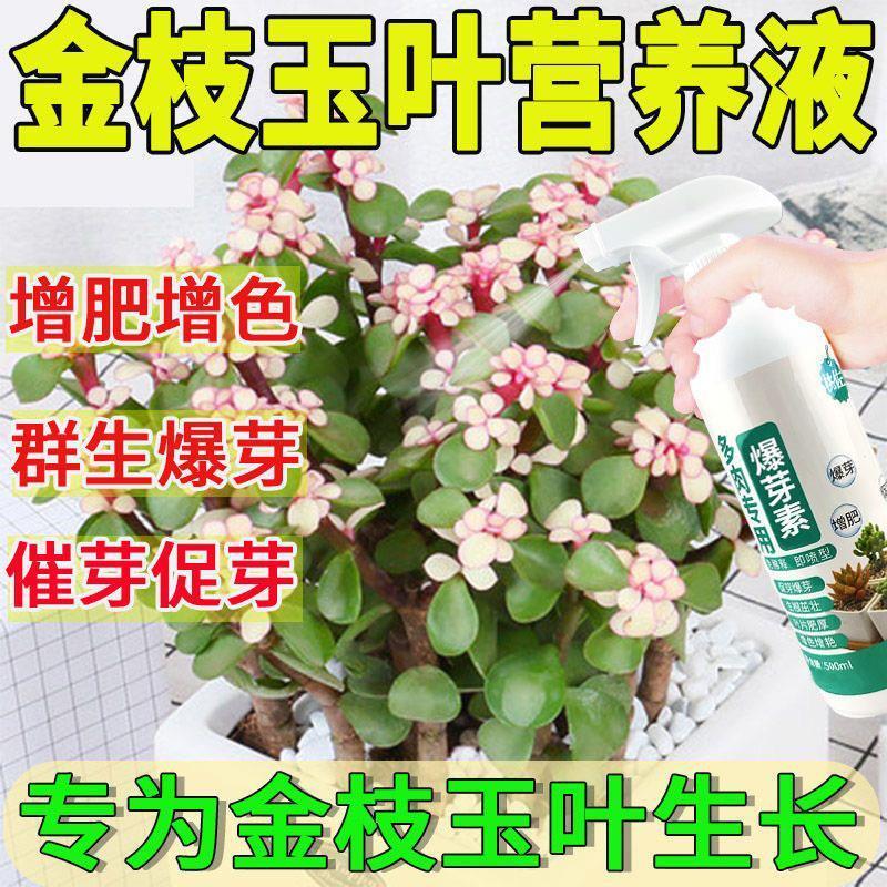 花卉盆栽秋冬生根药水复
