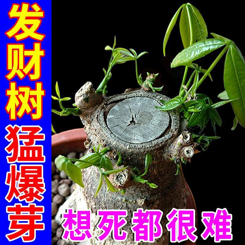 发财树营养液喜酸性植物营养液【免稀...