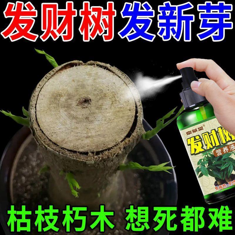 发财树营养液【爆新芽】
