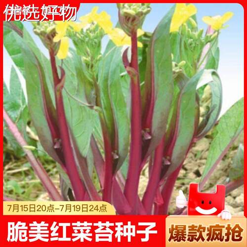 Red moss seeds October Red moss seeds Four season sowing Fa