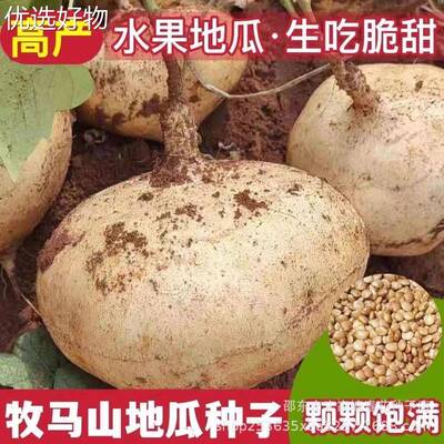 Fruit Sweet Potato Seeds, Muma Mountain, Shage, Liangshu Se