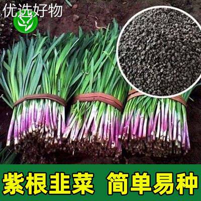 Complete collection of chive seeds: Purple root chive, Whit