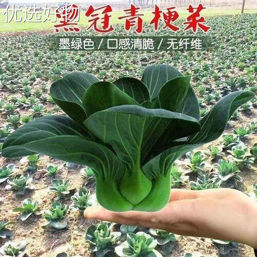 Complete collection of black leaf Suzhou green rapeseed see
