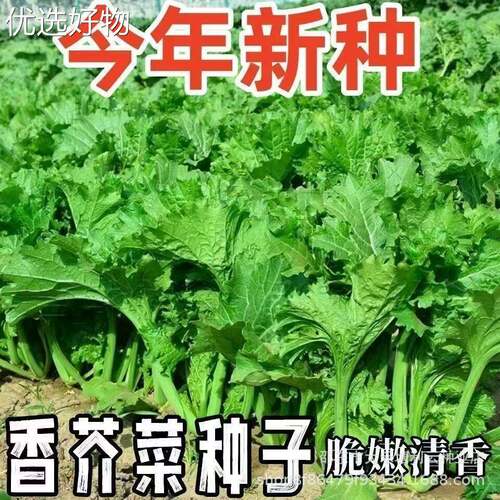 Selected delicious fragrant leaves, mustard seeds, coriande