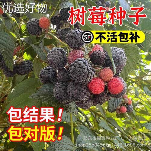 Red Raspberry Seeds, Wild Strawberry Seeds, Black Raspberry