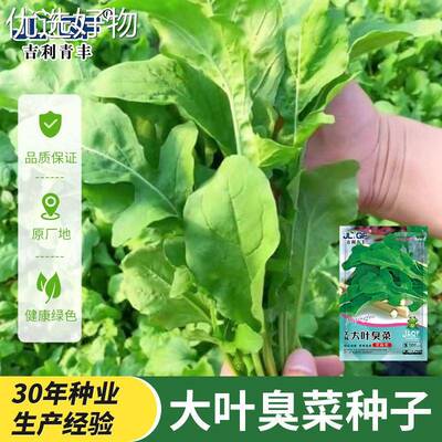 Large leaved stinky vegetable seeds sown in spring and autu