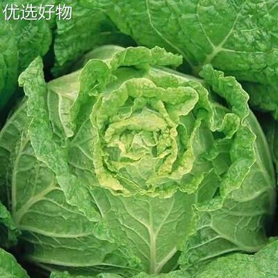 Shandong No.4 Chinese cabbage seeds, cold resistant and hea