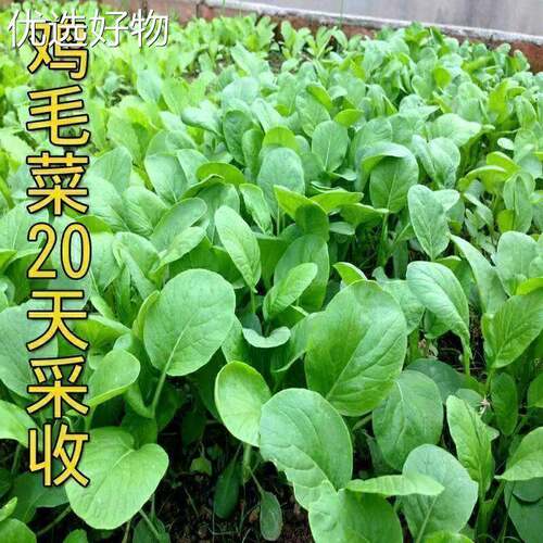 Chicken hair vegetable seeds, fast-growing chicken hair rap