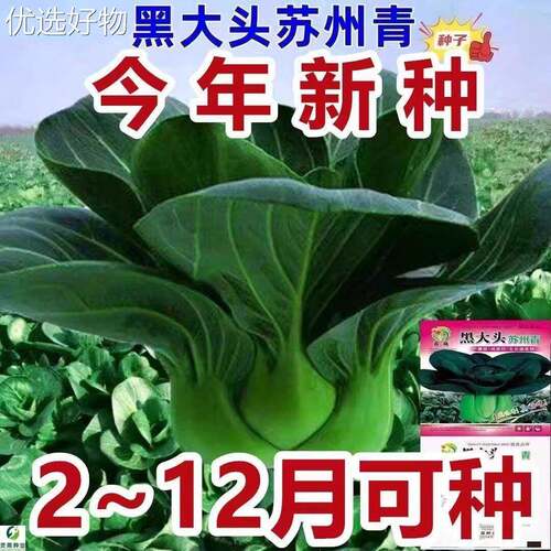 Suzhou Green Seed Black Head Dwarf Foot Green Black Leaf Ra