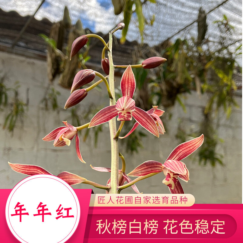 秋榜白榜年年红兰花国兰匠人花圃花色类似喜洋洋茶城红版纳红