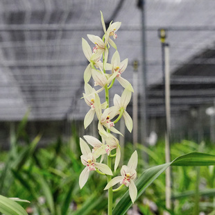 匠人花圃国兰云南浓香兰花墨兰秋榜白墨精品普白花宽叶白榜彩素春