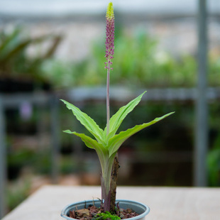 匠人花圃无耳沼兰洱地生腐生兰桌面小巧雨林缸植物耐热耐干盆栽花