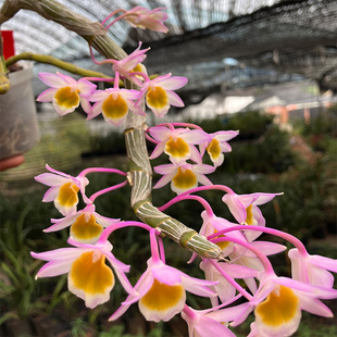匠人花圃玫瑰石斛春石斛粉色花吊盆板植附生植物兰花好养盆栽耐干