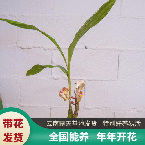 云南露天种植坛花兰耐干好养宽大叶不落叶喜阴室内兰花精品鹤顶兰