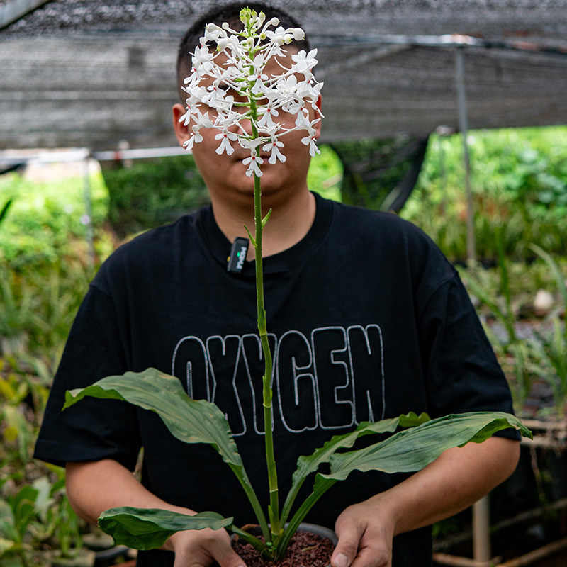 三褶虾脊兰带盆发货 造型别致 四季常绿 新手易养花卉
