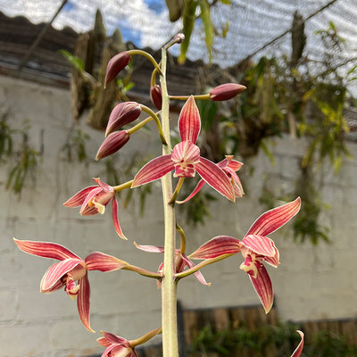 匠人花圃年年红开花颜色稳定