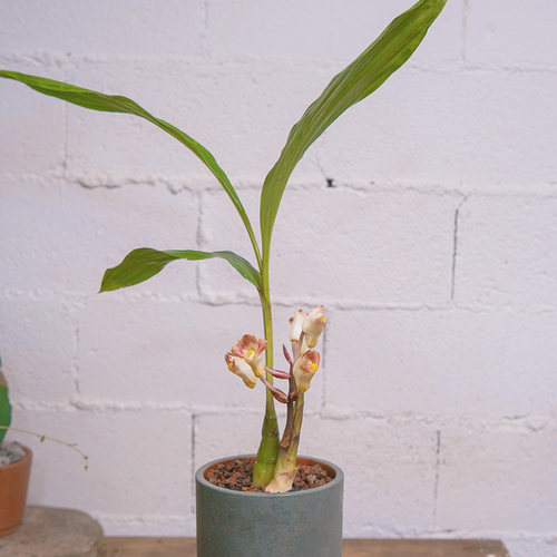 喜阴宽叶兰花坛花兰好养冬不落叶