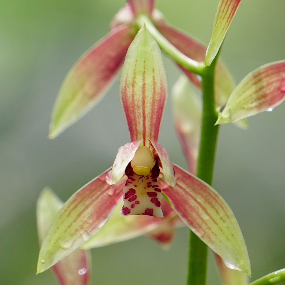 匠人花圃云南普洱秋榜兰花白墨复色花浓香型墨兰国魂植盆景