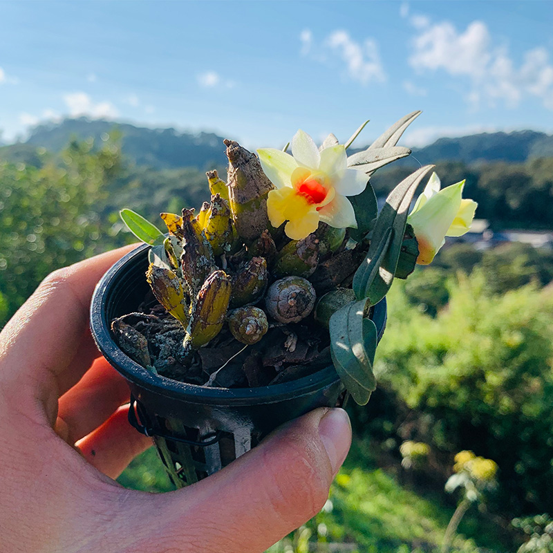 匠人花圃云南矮石斛雨林缸植物喉红带茶树桩载好浓香型耐干室内