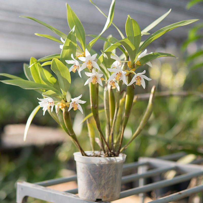 柱兰花香似熟香蕉的味道特别浓郁