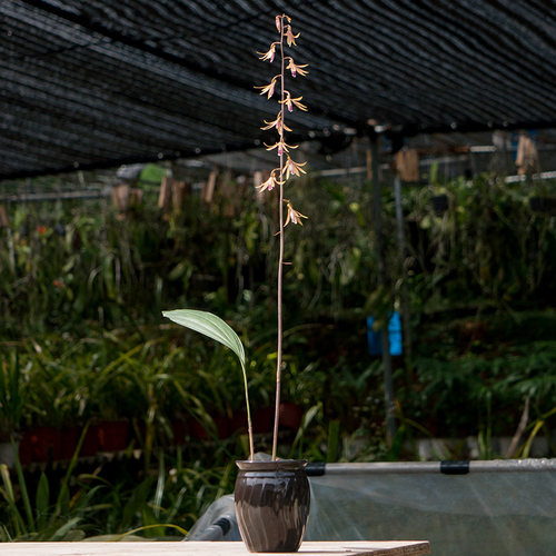 匠人花圃狭叶安兰花美丽轻松养护