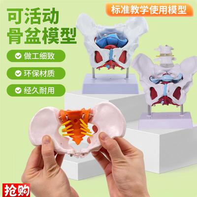 可活动骨盆子宫分娩助产r教学模型女性骨盆肌肉模型及盆底肌模型