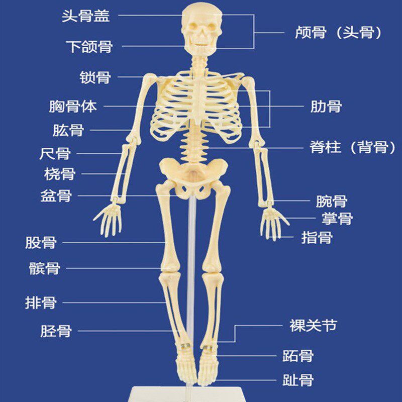 DIY拼装人体骨骼模型 塑胶科教玩具 S适合青少年与儿童