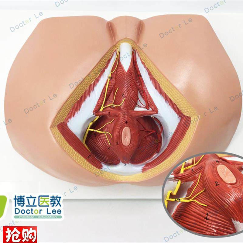 男性会阴模型血管神经骨盆底肌解剖模型生殖U泌尿肛肠普外科