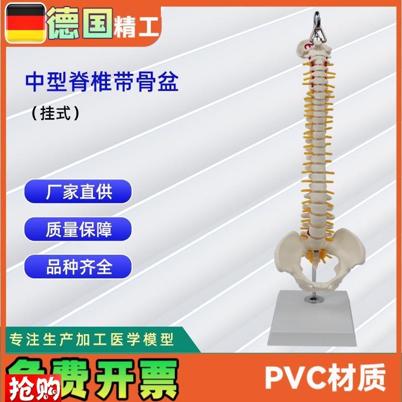 中型脊椎带骨盆(挂式)模型E人体骨骼模型医学教学模型