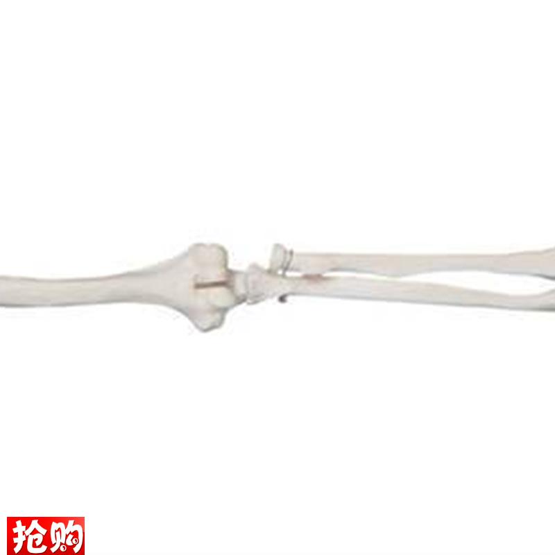自然大上肢骨模型骨骼模型肢骨模型手T骨模型解剖模型