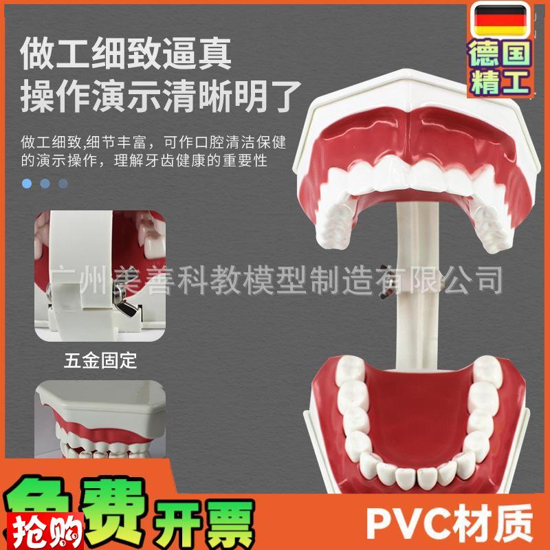 儿童早教b刷牙模型两倍大幼儿口腔教学模型牙齿模型幼儿园教刷牙