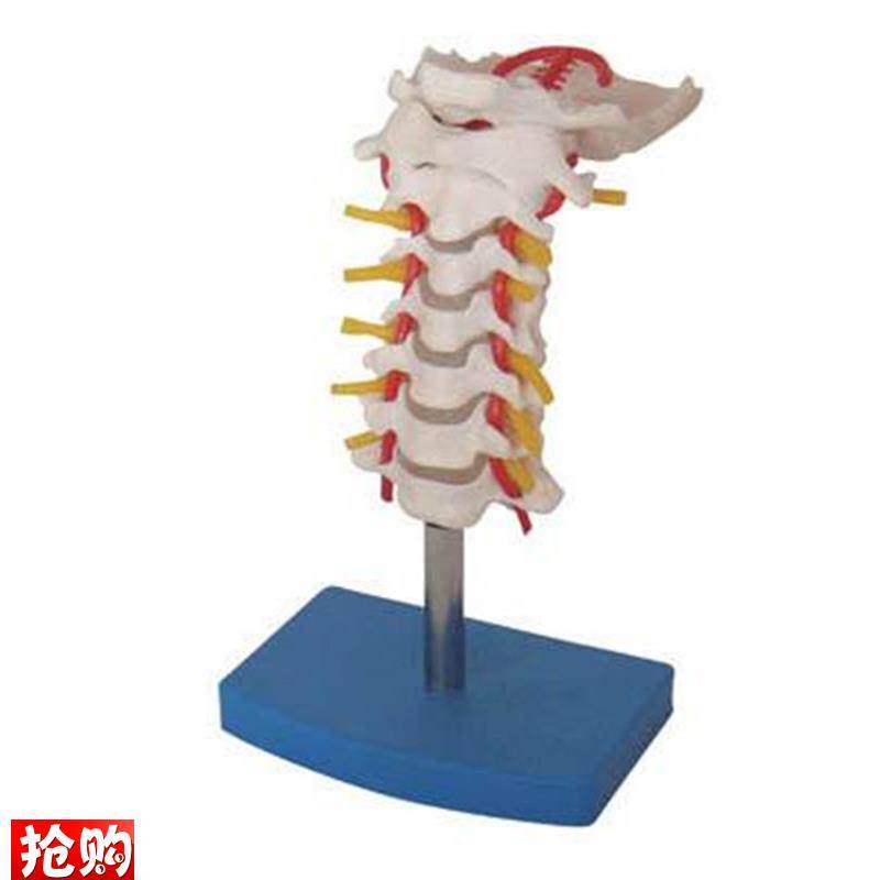 正品直销-颈椎带颈动脉后枕骨椎间盘与神经R模型人体脊椎模型