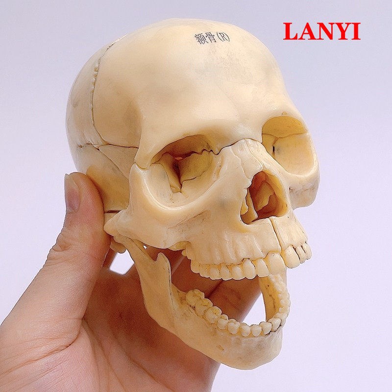 4D可拆拼美术医学彷真骷t髅人头骨模型头颅骨模型白色分区头颅头